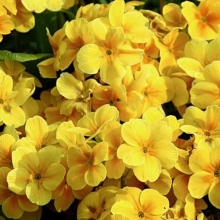 Флокс Очарование желтое