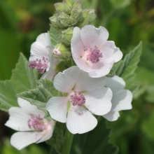 Алтей Целитель лекарственный