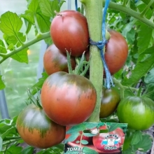 Томат Сахар коричневый
