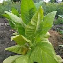 Махорка Уральский Самосад