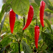 Перец Эдвин F1