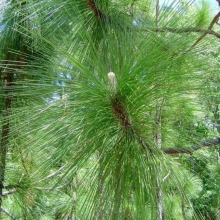 Сосна Изумрудный гейзер болотная (большой пакет)