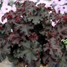 Гейхера Гаснущий Огонь (гибридная)