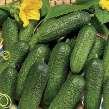 Огурец Все пучком F1