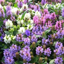 Черноголовка крупноцветковая