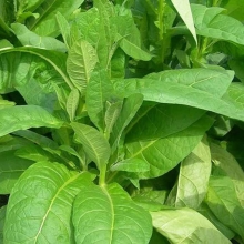 Табак Юбилейный (курительный)