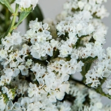 Статица Хипстер Вайт