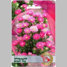 Астра Трубадур Брайт Ред