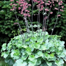 Гейхера Коралл Форест (кроваво-красная)