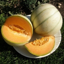 Дыня Блонди F1