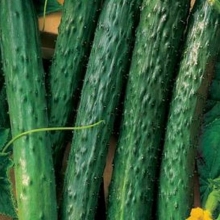 Огурец Аллигатор 4 F1