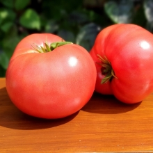 Томат Гном Маленький Лентяй Розовый (большой пакет)