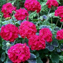 Пеларгония Буллз Ай F1 Черри