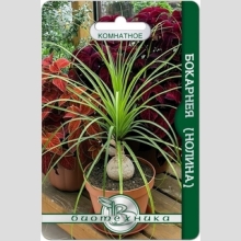 Бокарнея (Нолина)