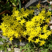 Очиток Желтый