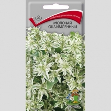 Молочай окаймленный