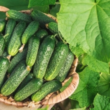 Огурец Бостонский Засолочный F1 (Boston Pickling) (большой пакет)