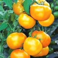 Томат Микадо Золотой