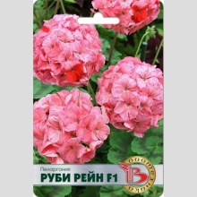 Пеларгония Руби Рейн F1