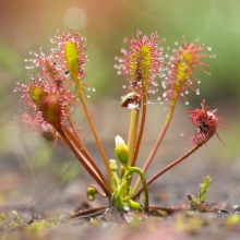 Росянка Смесь Сортов (большой пакет)