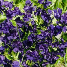 Горошек душистый Роял Фэмили Синий