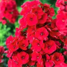 Флокс Очарование красное