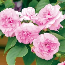 Бальзамин Искушение светло-розовое F1