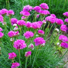 Армерия Элегия (приморская, смесь)