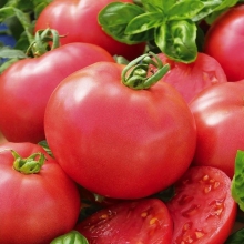 Томат Микадо Розовый