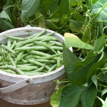 Фасоль Красноцветущая лимская