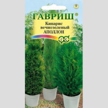 Кипарис Аполлон вечнозеленый