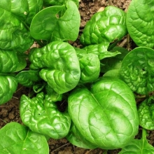 Шпинат Витаминный Король