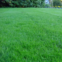 Газонная трава Тенистый парк 1кг (коробка) (большой пакет)