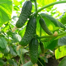 Огурец Удачный F1