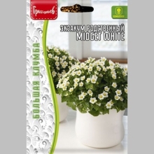 Экзакум Midget White родственный (большой пакет)