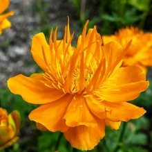 Купальница китайская (большой пакет)