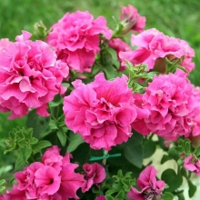 Петуния Дуо розовый F1