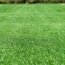 Газонная трава Спортивная площадка 1кг (коробка) (большой пакет)