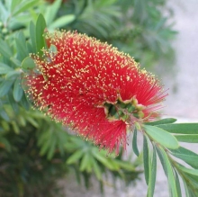 Красивотычинник Лимонный (большой пакет)