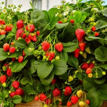 Земляника S1 Волшебство