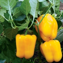 Перец Ятаган