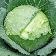 Капуста Надежда