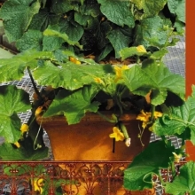 Огурец Петикью F1 (Огород на балконе)