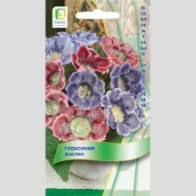 Глоксиния Жаклин