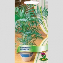 Хамедорея Изящная