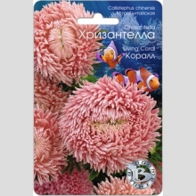 Астра Хризантелла Коралл