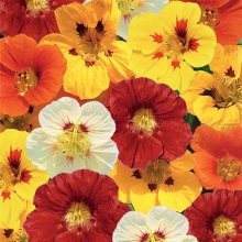 Настурция Нимфа смесь (плетистая)