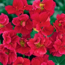 Настурция Шери Роуз