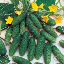 Огурец Быстрый старт F1