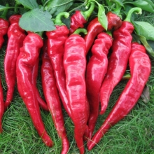 Перец Бараний рог